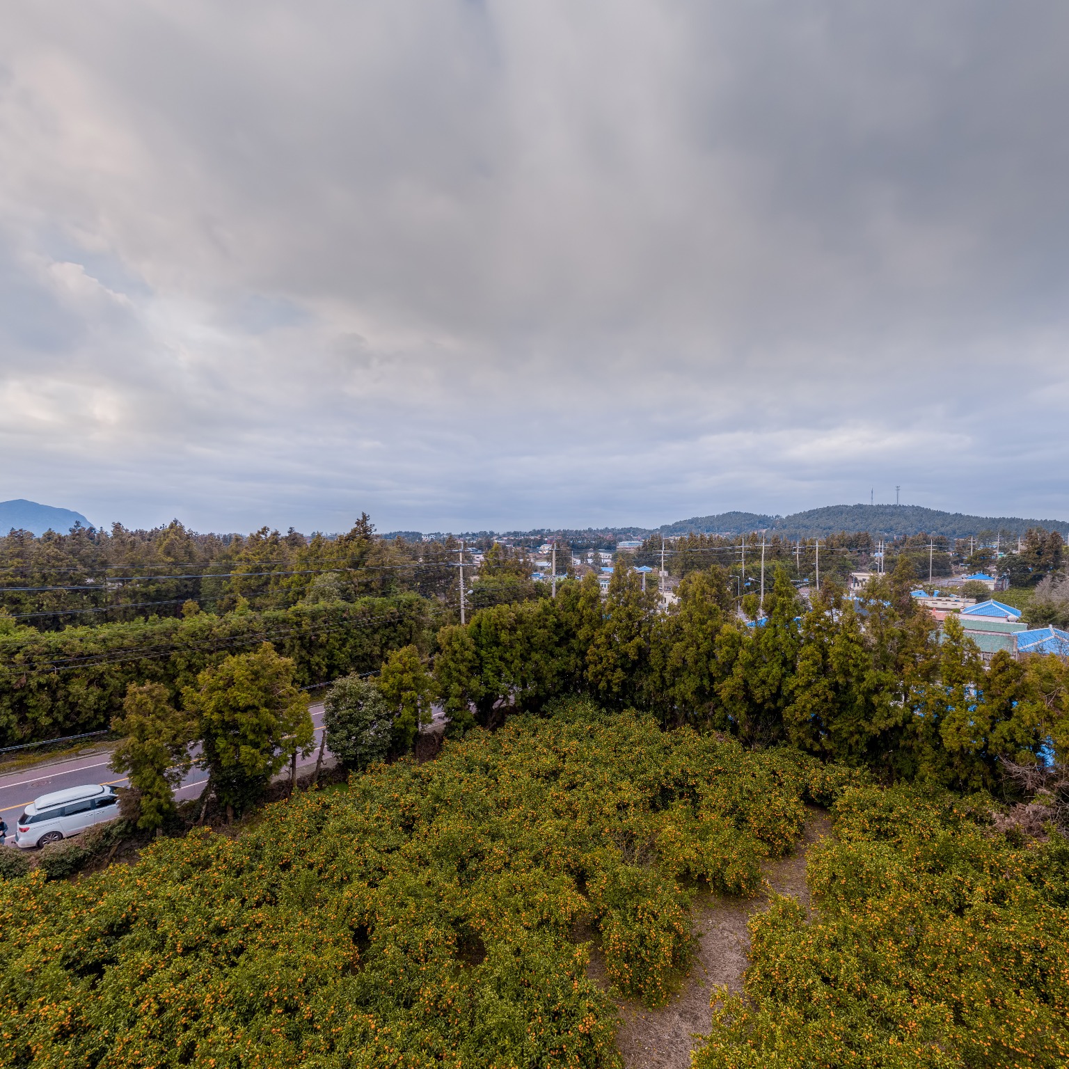 SKY] 귤밭