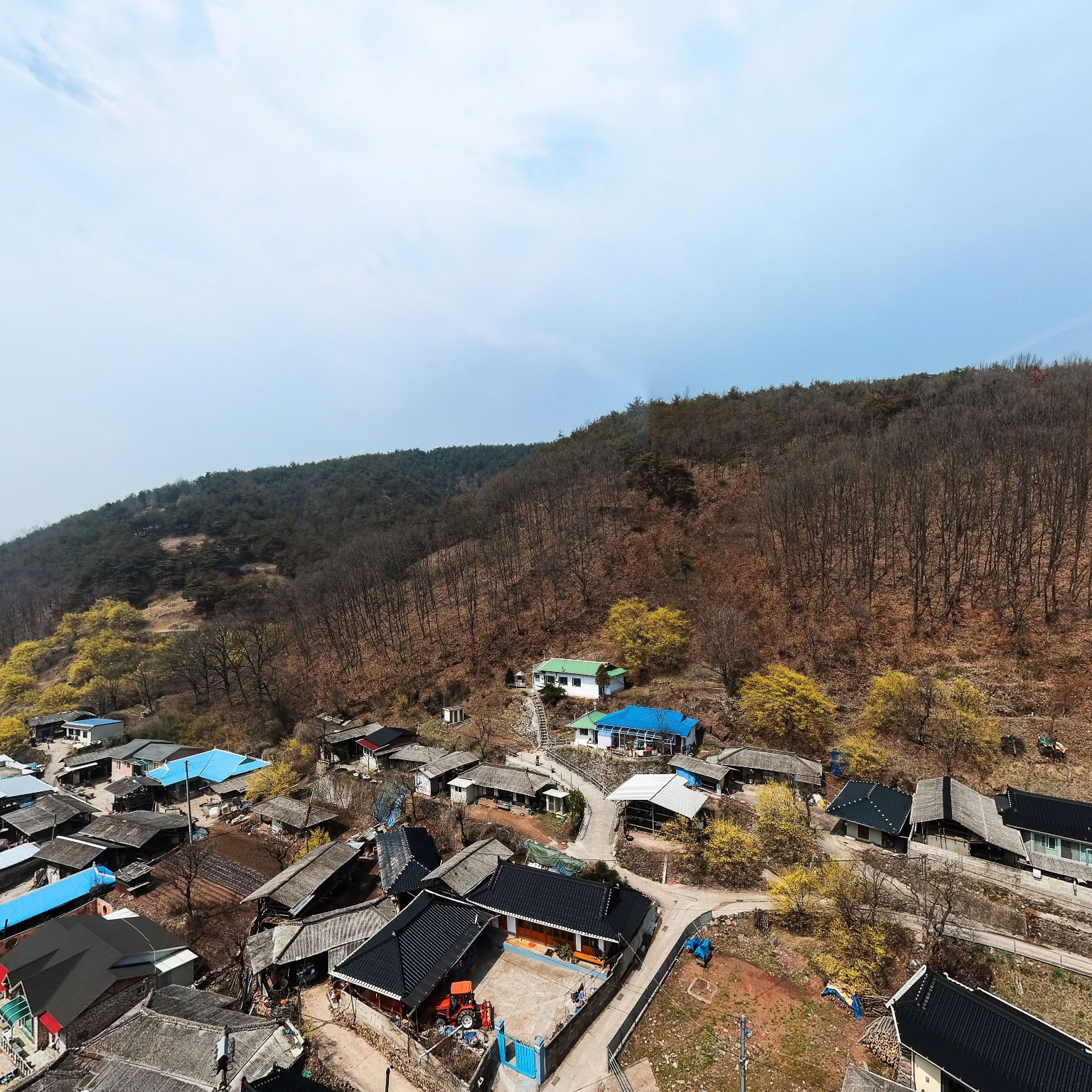 SKY] 의성산수유