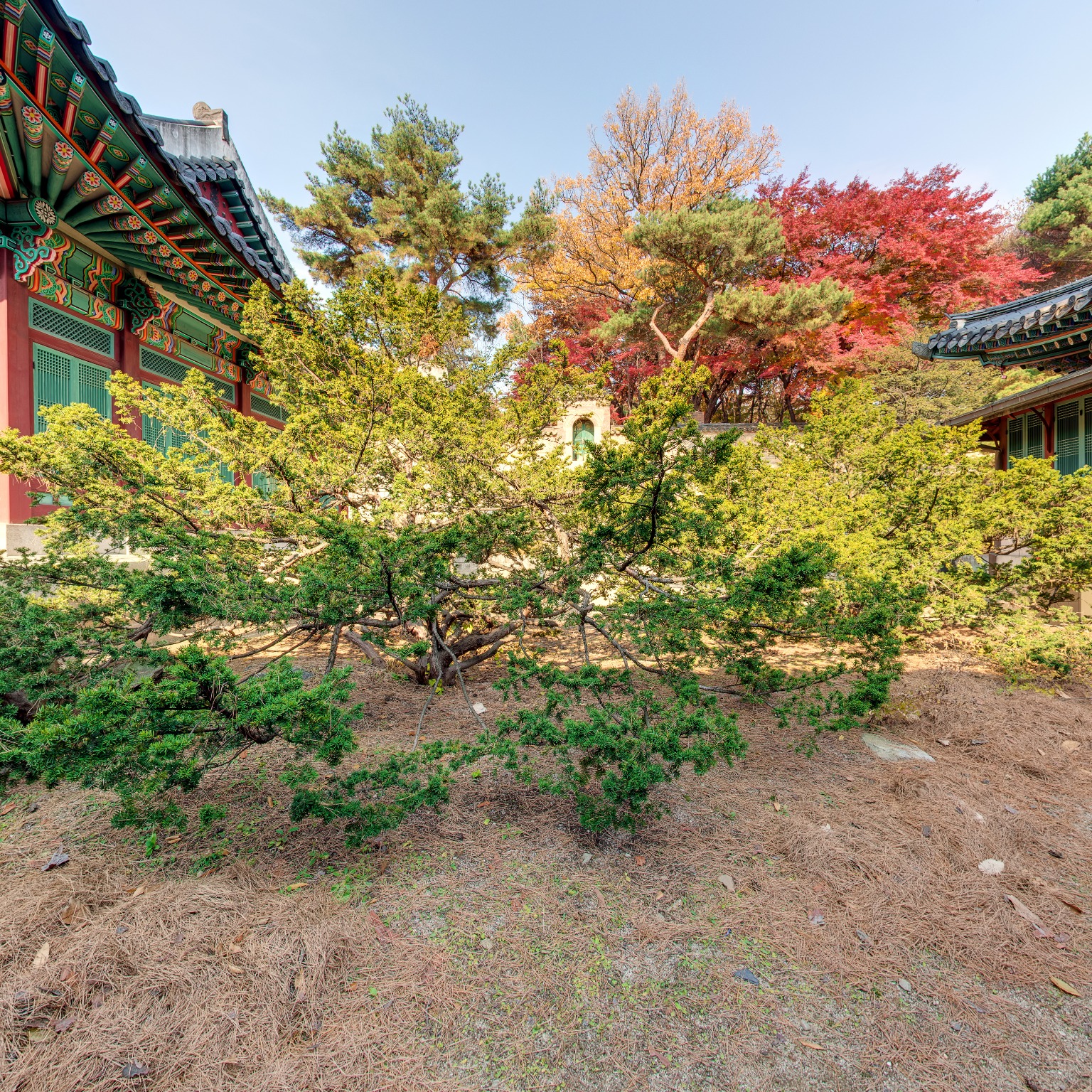 GROUND] 창덕궁 대조전 뒤
