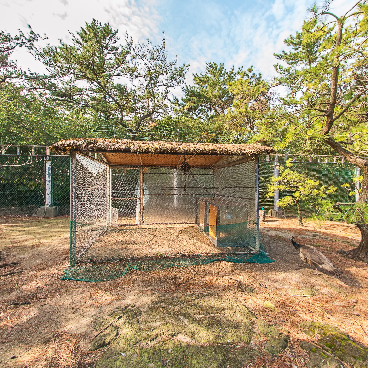 GROUND] 한림공원 사파리조류원 004