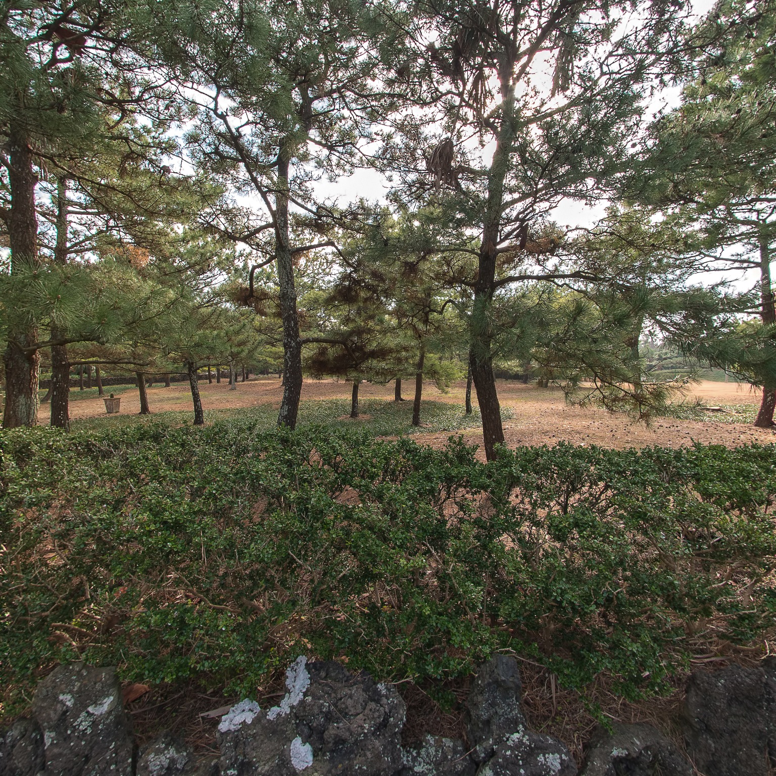 GROUND] 한림공원 야자수길 001