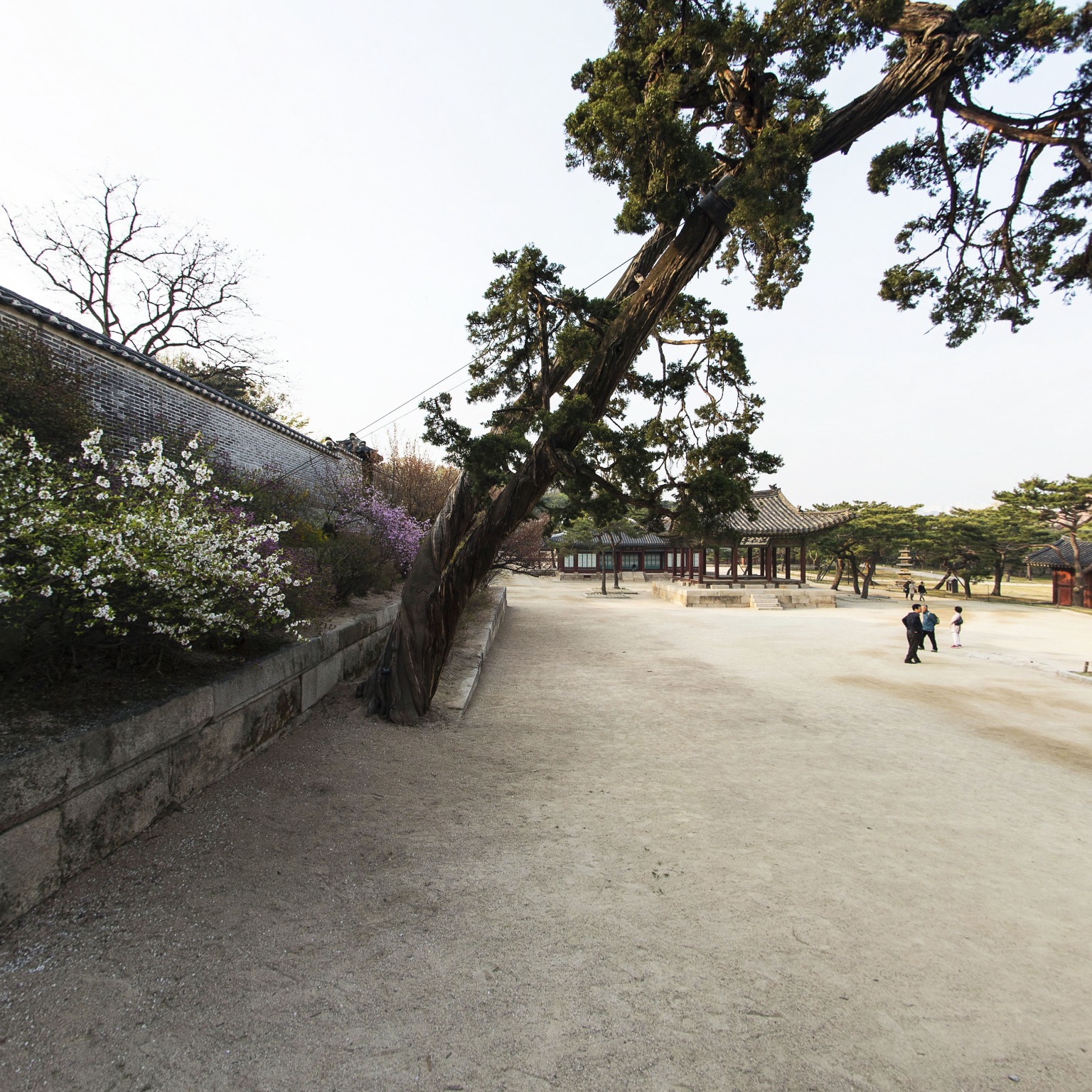 GROUND] 창경궁 향나무