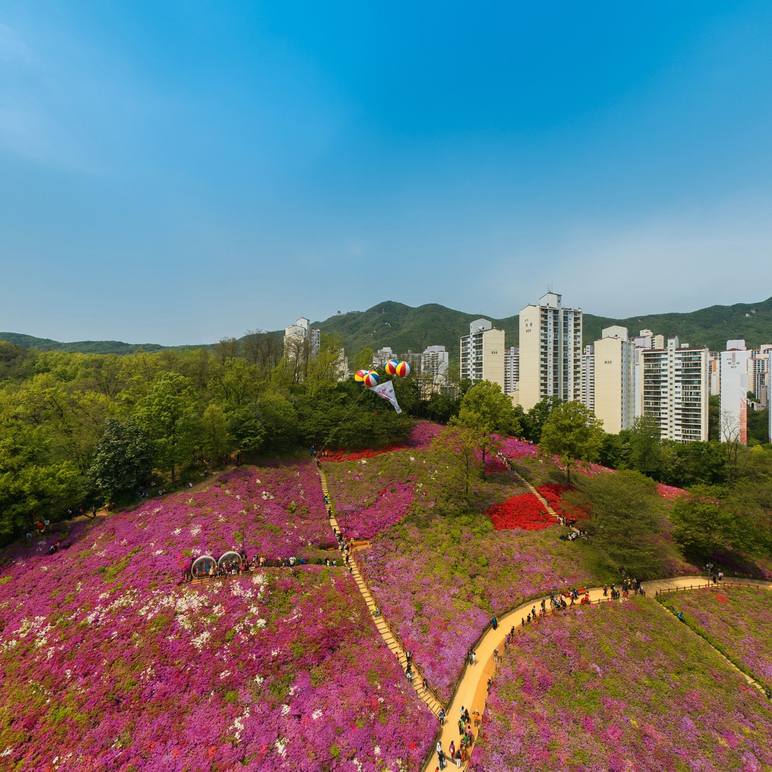 SKY] 철쭉동산