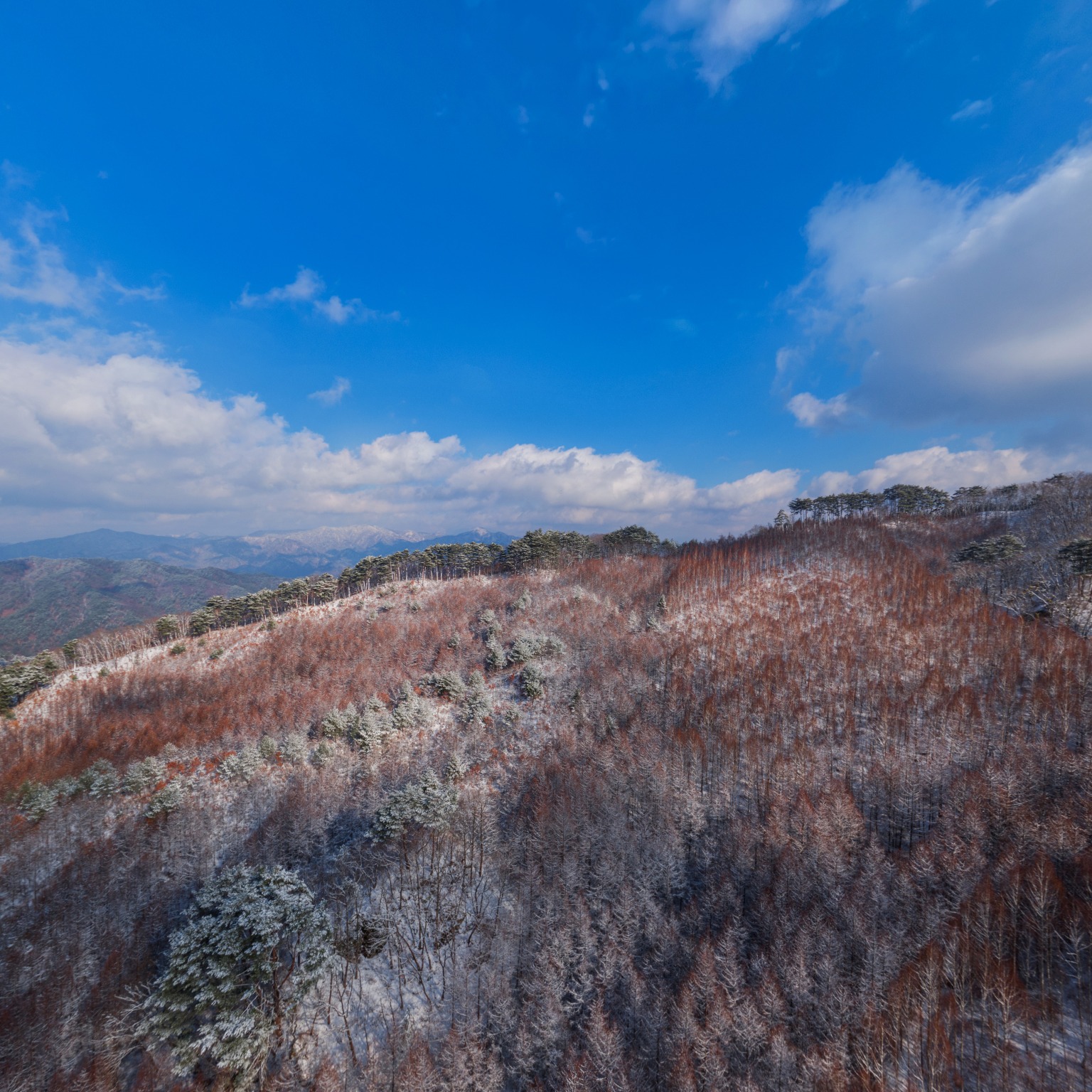 SKY] 자작나무숲