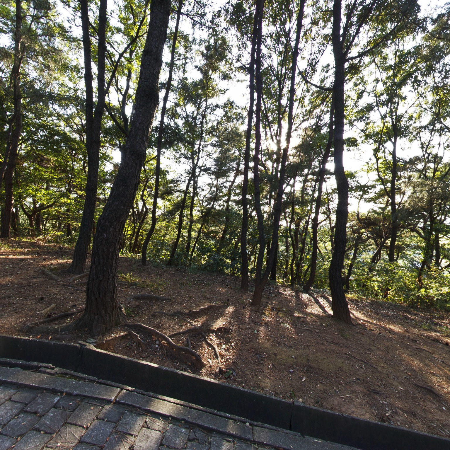 GROUND] 광성보중턱 소나무