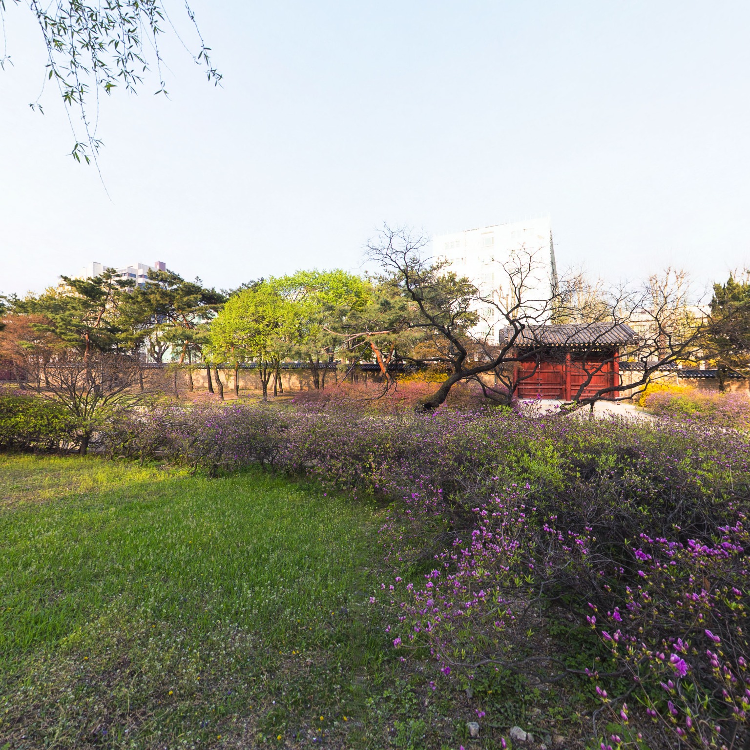 GROUND] 창경궁 나무숲