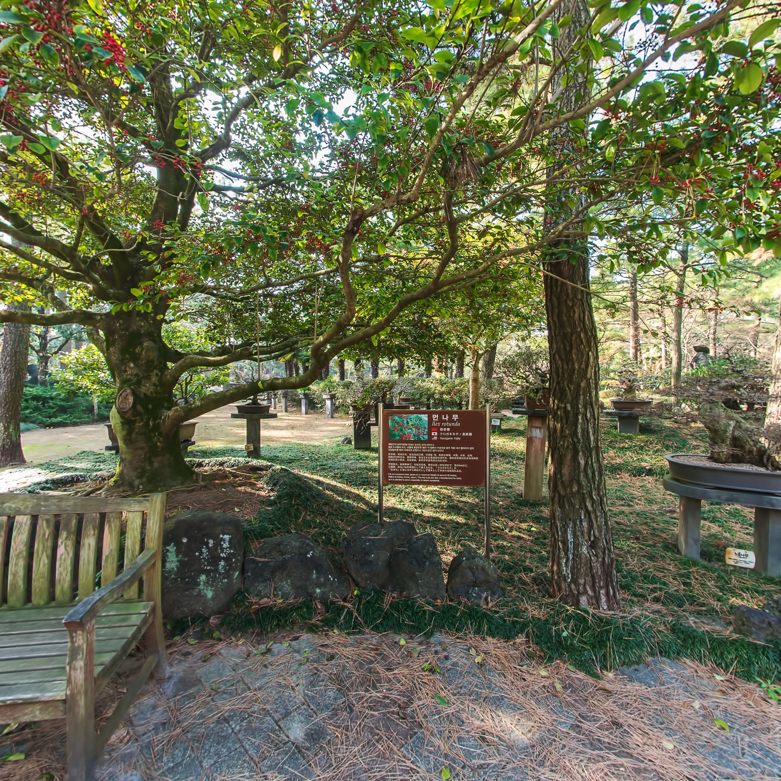 GROUND] 한림공원 석분재원 008
