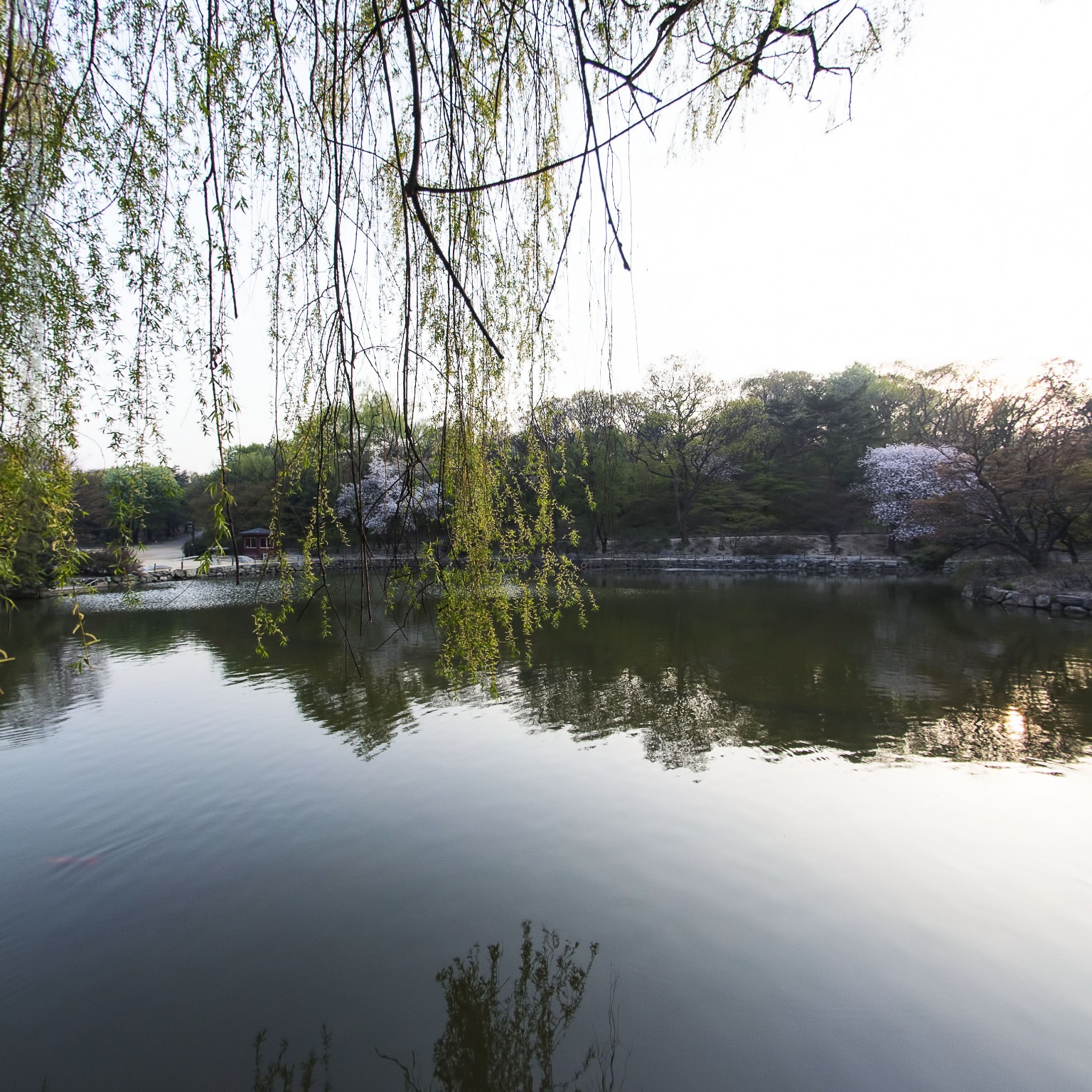 GROUND] 창경궁 춘당지 버드나무