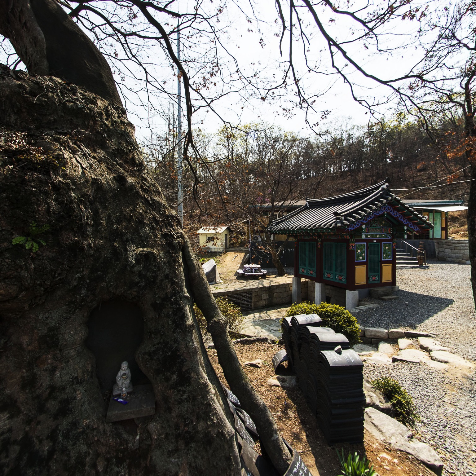 GROUND] 용궁사 느티나무