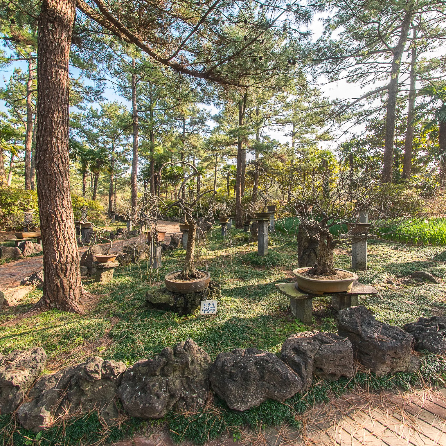 GROUND] 한림공원 석분재원 010