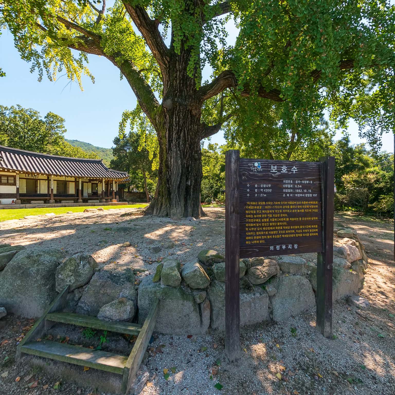 GROUND] 서계박서당_보호수